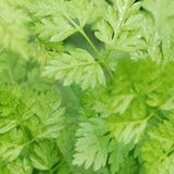 Herb - 4" pot