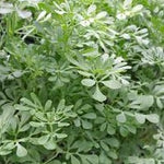 Herb - 4" pot