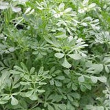 Herb - 4" pot