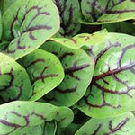 Herb - 4" pot
