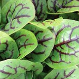 Herb - 4" pot