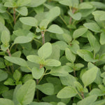 Herb - 4" pot