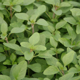 Herb - 4" pot