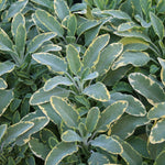 Herb - 4" pot