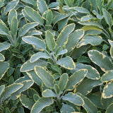 Herb - 4" pot
