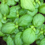 Herb - 4" pot