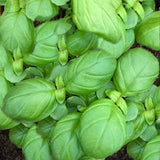 Herb - 4" pot