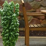 Herb - 4" pot