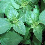 Herb - 4" pot