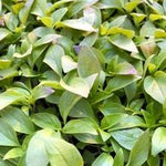 Herb - 4" pot