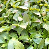 Herb - 4" pot