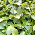 Herb - 4" pot