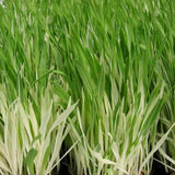 Herb - 4" pot