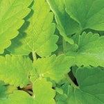 Herb - 4" pot