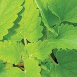 Herb - 4" pot