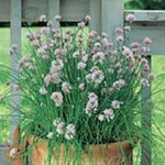 Herb - 4" pot