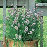 Herb - 4" pot