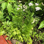 Herb - 4" pot