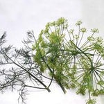 Herb - 4" pot