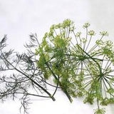 Herb - 4" pot