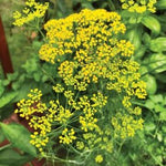 Herb - 4" pot
