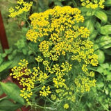 Herb - 4" pot