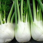 Herb - 4" pot
