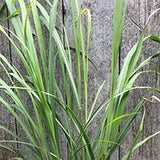 Herb - 4" pot