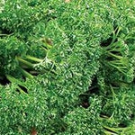 Herb - 4" pot