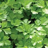 Herb - 4" pot