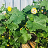 Vertical Farmer - 12" Hanging Baskets