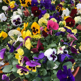 14" pot - Pansy Bowl