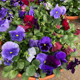 14" pot - Pansy Bowl