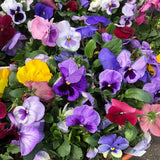 14" pot - Pansy Bowl