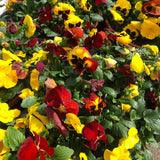 14" pot - Pansy Bowl