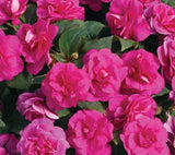 5" pot - Impatiens, Double