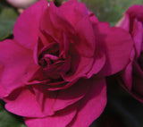 5" pot - Impatiens, Double