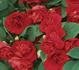 5" pot - Impatiens, Double