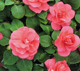 5" pot - Impatiens, Double