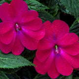5" pot - Sunpatiens