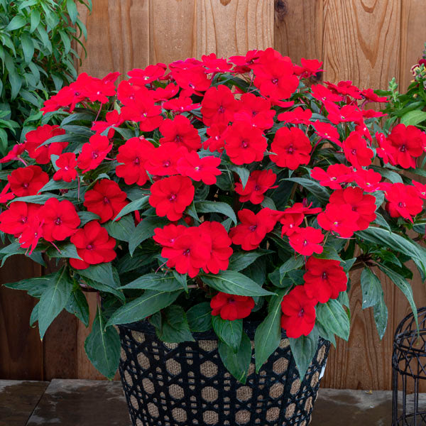 5" Pot - Sunpatiens – Malmborg's Garden Center