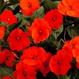 5" pot - Sunpatiens