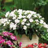 5" pot - Sunpatiens