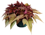 4" pot - Potato Vine (Ipomoea)
