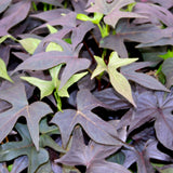 4" pot - Potato Vine (Ipomoea)