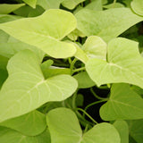 4" pot - Potato Vine (Ipomoea)