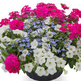6" pot - Combos