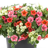6" pot - Combos