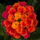 5" pot - Lantana