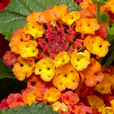 5" pot - Lantana